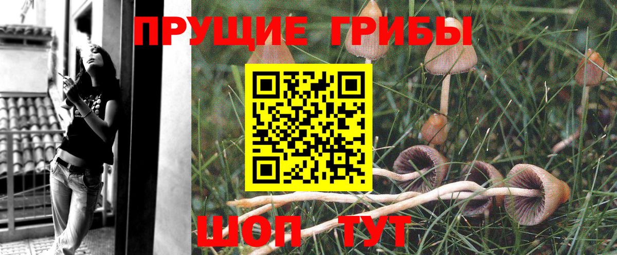 Псилоцибиновые грибы Psilocybe Минеральные Воды